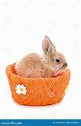 Image result for Cute Bunny Photos
