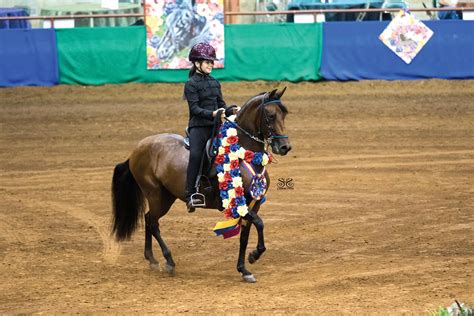 Five Things to Know About Paso Finos | US Equestrian