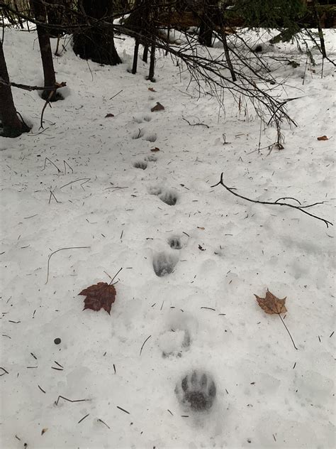 Fisher tracks in the snow : r/Maine