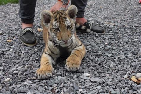 Saint-David-de-Falardeau Photos - Featured Images of Saint-David-de ...