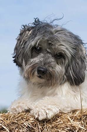 The Lowchen Dog Journal : Breeds, Dog: Amazon.in: Books