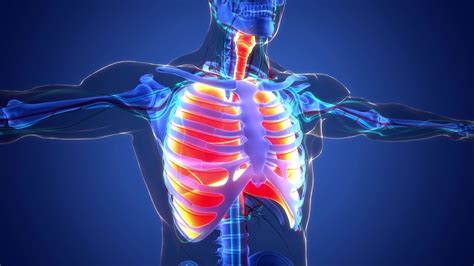 人体呼吸系统肺解剖动画概念—高清视频下载、购买_视觉中国视频素材中心