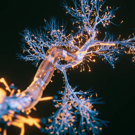 Optimization of Human iPSC-derived Neuronal Mono- and Co-cultures with ...