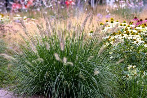 Pennisetum Alopecuroides Winter