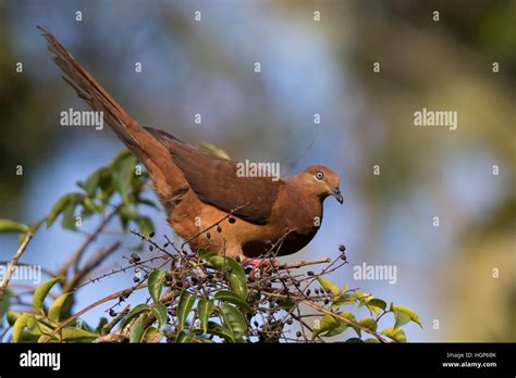 Image result for Directory with Search Field HTML/JavaScript CodePen