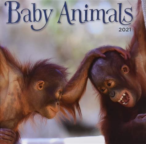 Baby Animals 2021 Calendar : Lang Companies, Inc.: Amazon.in: Books