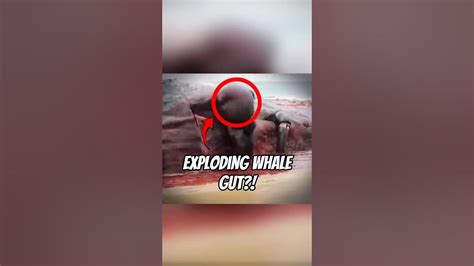 Image result for Exploding Zits On Animals