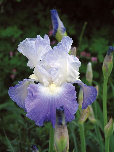 Iris Bulb Types at Charles Amos blog
