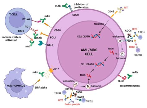 New Frontiers in Monoclonal Antibodies for the Targeted Therapy of ...