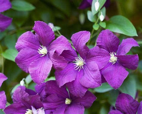 How to prune clematis: follow our expert tips and enjoy more flowers ...