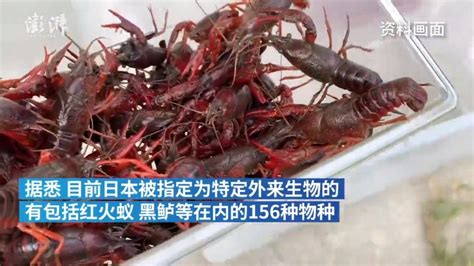 日本拟将小龙虾指定为外来入侵物种：可当做宠物饲养，禁止进口、贩卖和野外放生_手机新浪网