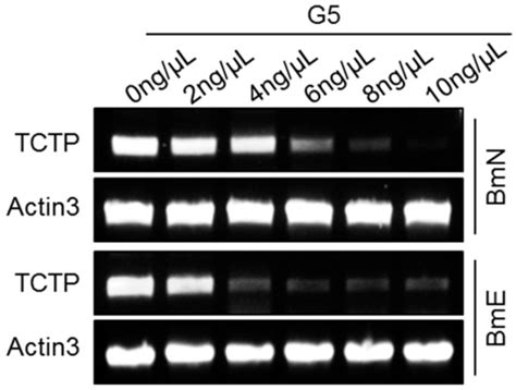 Efficient Delivery of dsRNA and DNA in Cultured Silkworm Cells for Gene ...