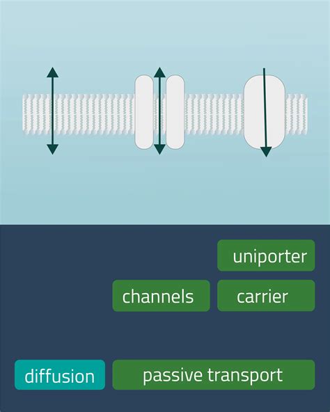 Image result for Diffusion Membrane
