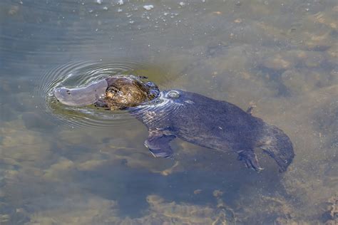 Otter vs Beaver: Key Differences Between These Water-Loving Mammals | AnimalCompare.com