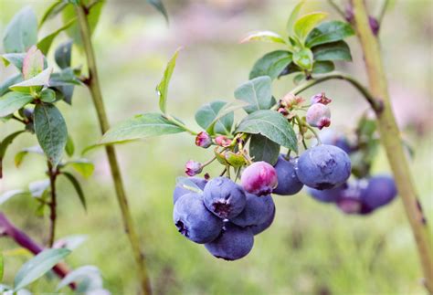How To Grow Highbush Blueberries at Sienna Schaw blog