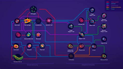 Image result for How the Immunity Systems Work