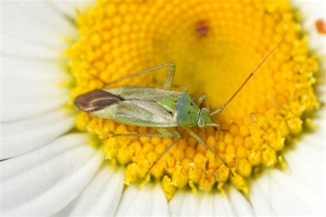 10 Types of Pests that Attack Plants – Ugaoo