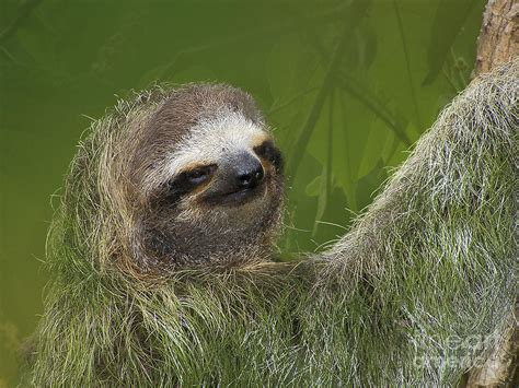 Image result for 3 Toed Sloth