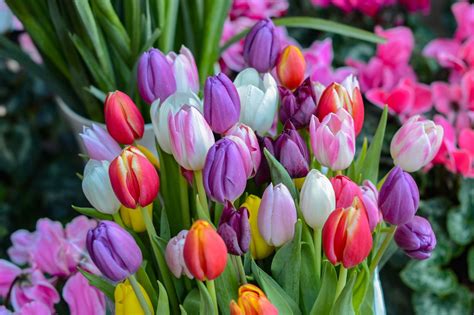 When Do Tulips Bloom? Discover the Season for Tulips