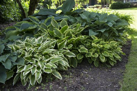 How To Care For Hostas - Sunny Home Gardens