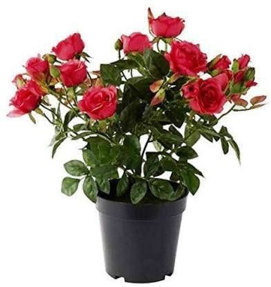 Zomoloco_Rose Plant-RED ROSE PLANT 01 : Amazon.in: Garden & Outdoors
