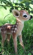 Image result for Cute Spring Baby Animal Funny