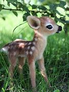Image result for Cute Animal Photos Free