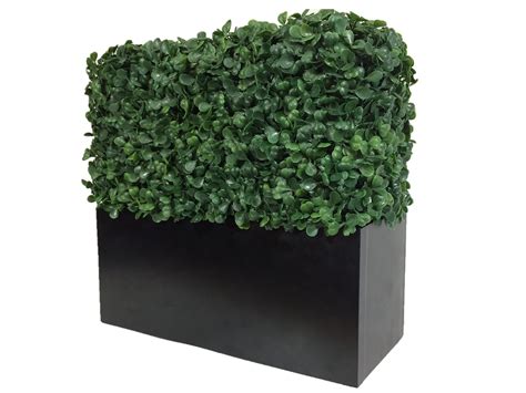 Boxwood In Planter