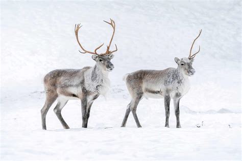 Deers And Reindeers