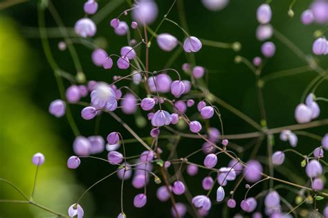 How To Grow Thalictrum (Chinese 'Meadow Rue') Plant In Your Garden ...