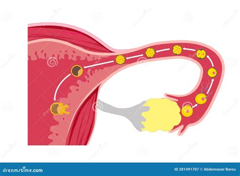 Fertilization and Implantation Stock Illustration - Illustration of zygote, fertilization: 281491707
