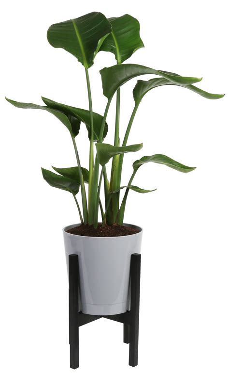 Lowes Indoor Plants Lowe's Live Potted Plants Sale | Dieffenbachia In