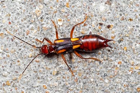 18 Facts You Need to Know About the Pincher Bug | Family Handyman