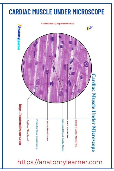 Image result for Cardiac Muscle Labelled Diagram
