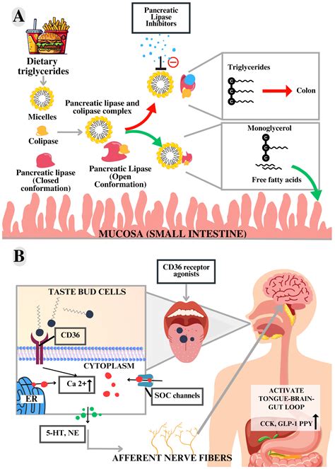Anti-Obesity Therapeutic Targets Studied In Silico and In Vivo: A ...
