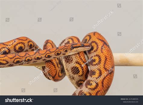Ball Python 的图像结果
