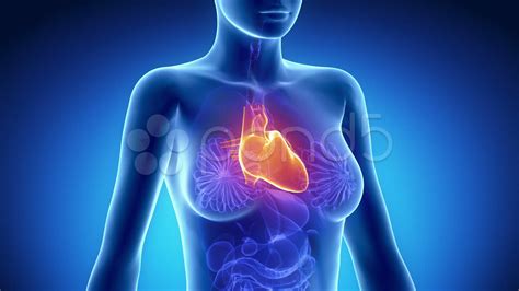 The Heart In The Body