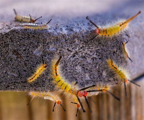 Tussock moth caterpillars: Are these Florida native insects poisonous?