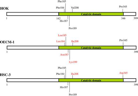 Image result for Coding SIRT