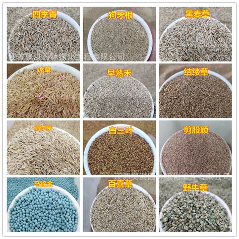 Huihua Bermuda Seed Lawn Seeds Dwarf Bermuda Grass Seeds India | Ubuy