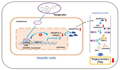 The Lipid-Modulating Effect of Tangeretin on the Inhibition of ...