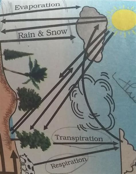 1. Diagramatically represent water cycle occuring in nature. - Brainly.in