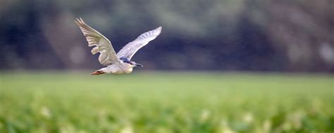 Download wallpaper 2560x1024 black-crowned night-heron, bird, flying ...