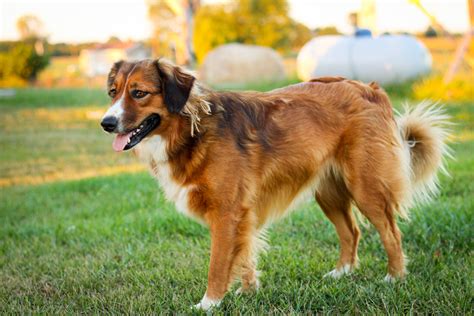 English Shepherd - Dog Breed Information | PawPedia
