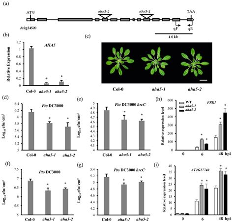 Arabidopsis Plasma Membrane ATPase AHA5 Is Negatively Involved in PAMP ...