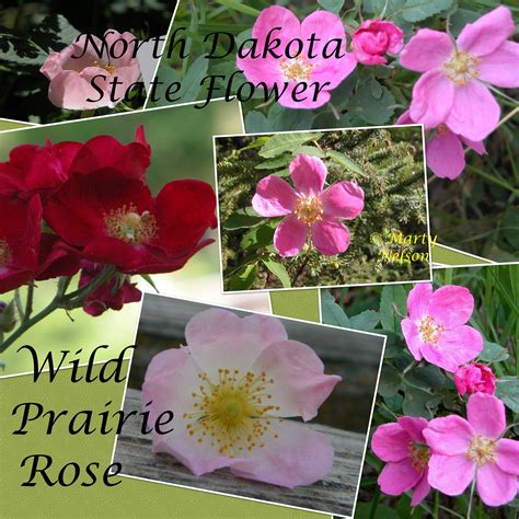 Pin by alejandra on Ciudades del Mundo (2) | Flower mart, Flowers ...