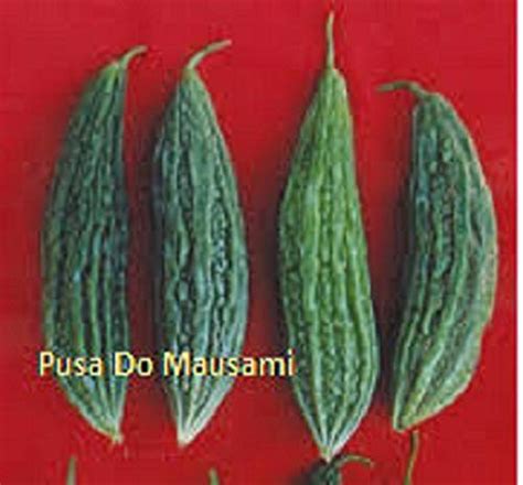 Pusa Do Mausami Bitter Gourd (Karela) seed- 250 : Amazon.in: Garden ...