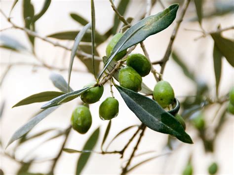 Olive Python Habitat 的图像结果