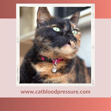 Feline Hypertension Awareness Month - Ceva - Ease The Pressure