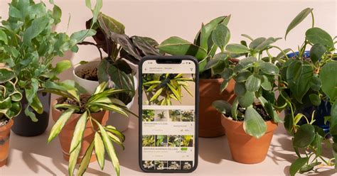 Edible Plant Identification App 的图像结果